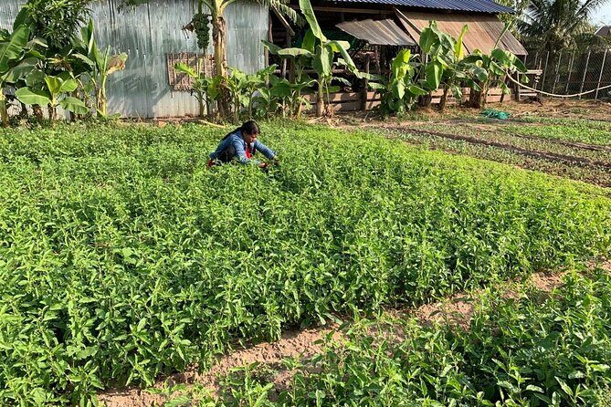 Rural Countryside Experience Tour in Siem Reap - Practical Details & Value