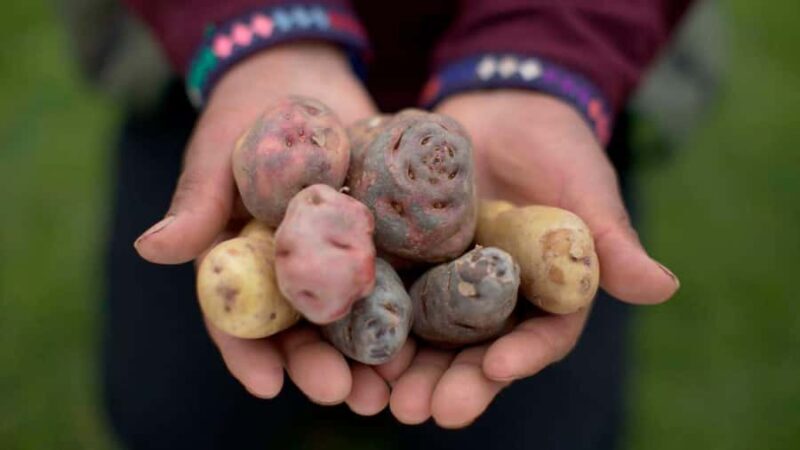 Rural Tourism in the Potato Park - Sacred Valley - A detailed look at the tour experience