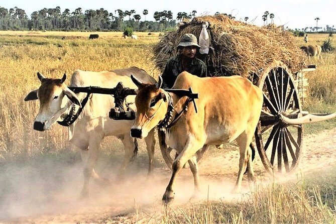 Rural Village with Ox Cart Journey & Monk Blessing - FAQ: Practical Questions About the Tour
