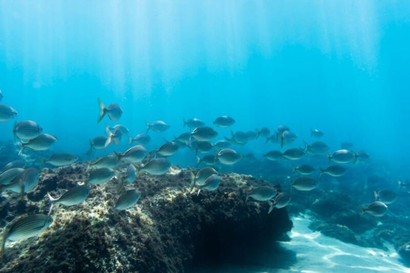 S. Miguel: Snorkeling adventure in Caloura - Final Thoughts