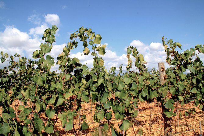 Sa Clasta Mallorca Wine Tours - What Travelers Say About Their Experience