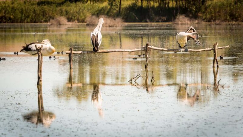 SA Riverland: 3-Day Murray River & National Parks Eco Tour - What We Like and What to Consider