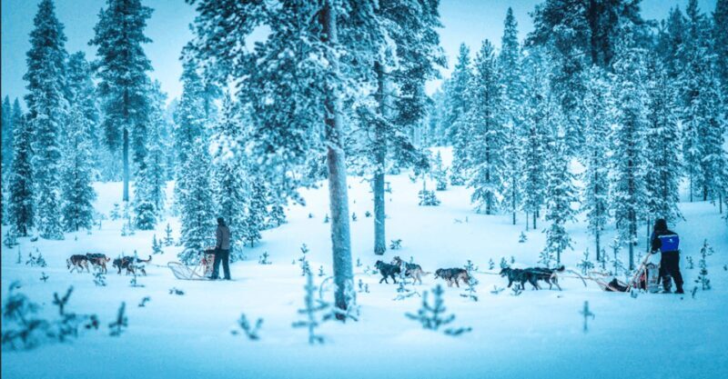 Saariselkä: Husky Safari with Aurora Borealis Hunt - An In-Depth Look at the Saariselkä Husky Safari