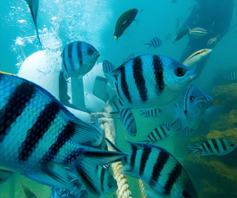 Sabah: Dreamer Island Snorkeling Day Tour Ticket - Key Points