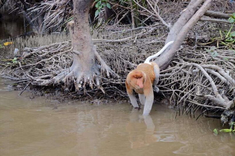 Sabah: Kawa Kawa Fireflies Sunset Cruise - An In-Depth Look at the Sabah Kawa Kawa Fireflies Sunset Cruise