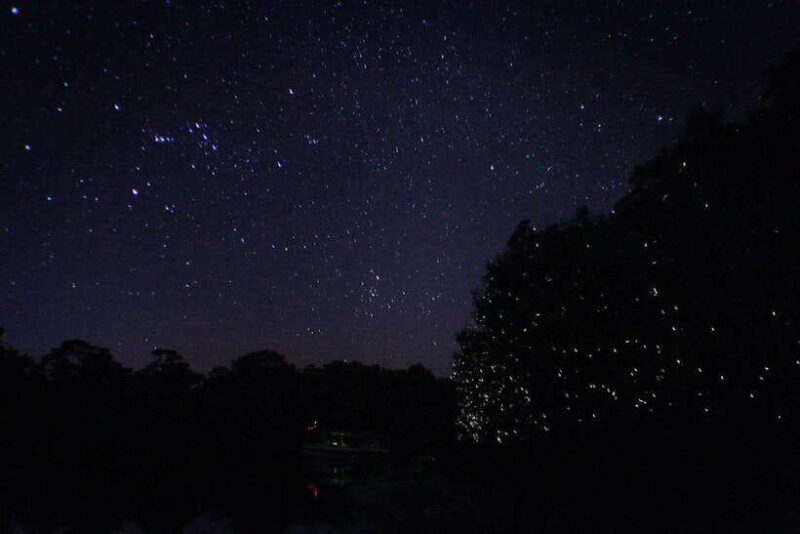 Sabah: Kawa Kawa Fireflies Sunset Cruise - The Sum Up