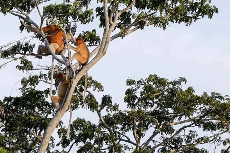 Sabah: Kawa Kawa Private River Cruise w/ Monkeys & Fireflies - Key Points