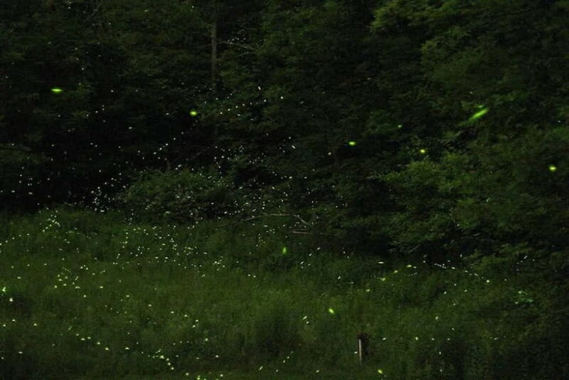 Sabah: Kawa Kawa Private River Cruise w/ Monkeys & Fireflies - Why This Tour Is a Great Choice