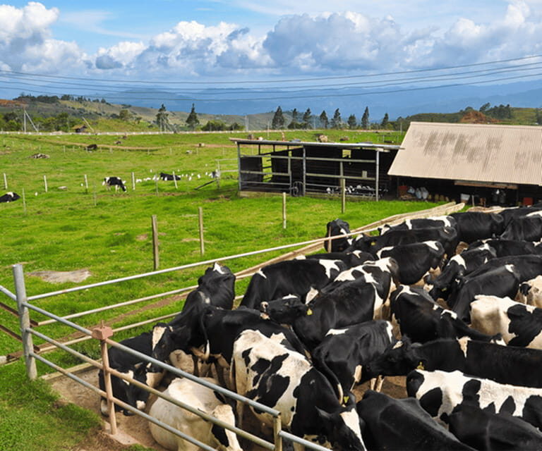 Sabah: Kinabalu Park, Hot Springs, and Cow Farm Day Tour - A Detailed Look at the Tour Experience