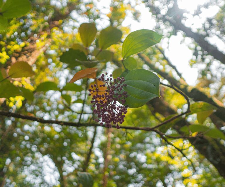 Sabah: Kinabalu Park, Hot Springs, and Cow Farm Day Tour - FAQ