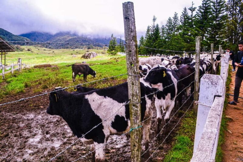 Sabah: Kinabalu Park, Poring Hot Springs & Desa Farm Tour - An In-Depth Look at the Sabah: Kinabalu Park, Poring Hot Springs & Desa Farm Tour