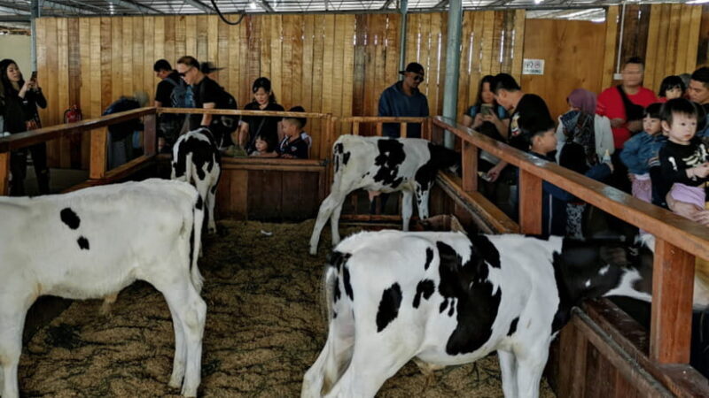 Sabah: Kundasang Nature Day Tour - In Summary: Who Should Consider This Tour?