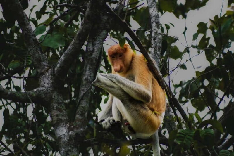 Sabah: Mangrove Fireflies, and Sky Mirror Dream Beach Tour - Key Points