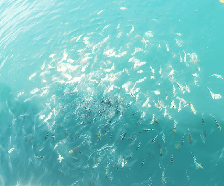 Sabah: Manukan and Sapi Islands Excursion Ticket - FAQs