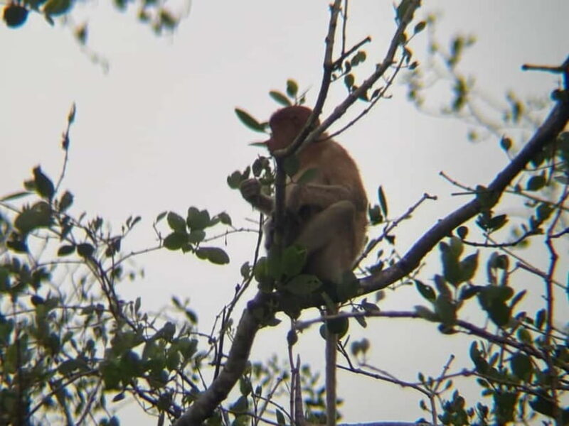 Sabah: Weston Wetland River Cruise with Dinner - Key Points