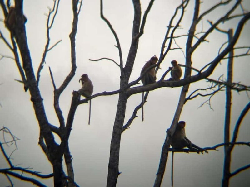 Sabah: Weston Wetland River Cruise with Dinner - Exploring the Weston Wetland River Cruise in Depth