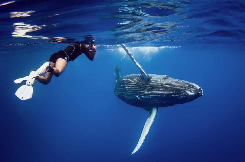 Sabana de la mar: Private Whale Watching Samana bay - The Boat Ride and Whale Watching