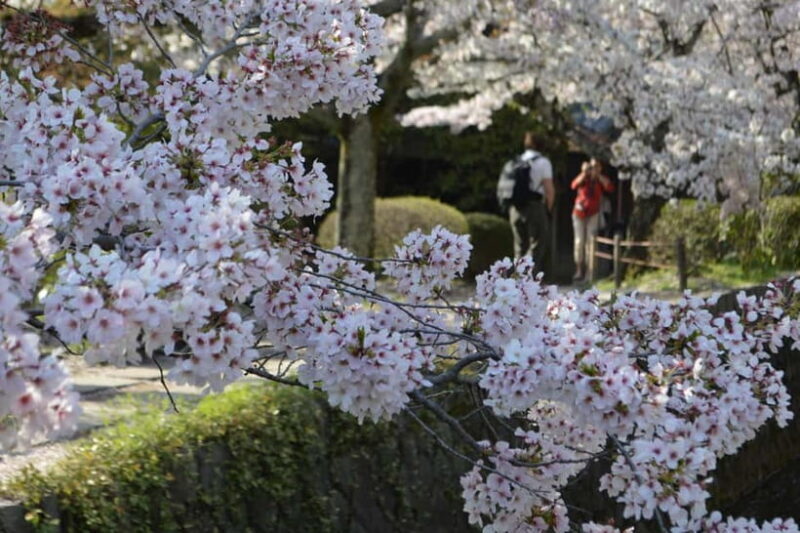 Sacred Pathways: Discover the Philosopher's Path of Kyoto - Exploring Kyoto’s Sacred Pathways