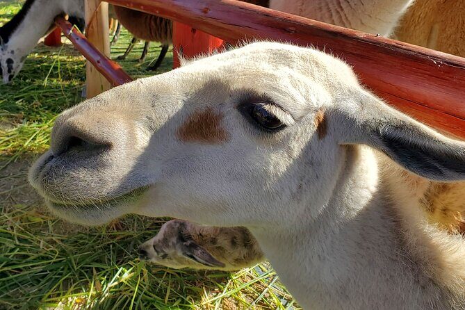 Sacred Valley of the Incas - Full Day 2024 - The Sum Up