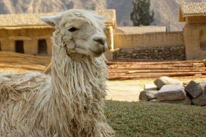 Sacred Valley of the Inkas Premium Full Day Tour in Peru - Frequently Asked Questions