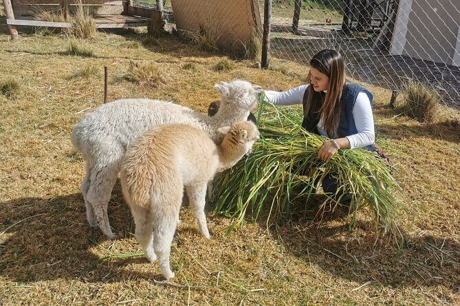 Sacred Valley to Chinchero Moray Salt Mines and Ollantaytambo - Why This Tour Offers Great Value