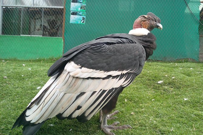 Sacred Valley Tour with Pisac Ruins: Private Full-Day - Why Choose This Sacred Valley Tour?