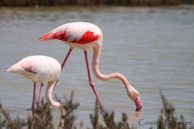 Safari 4x4 Camargue 2 hours - Saintes Maries de la Mer - Private Tour - Final Thoughts