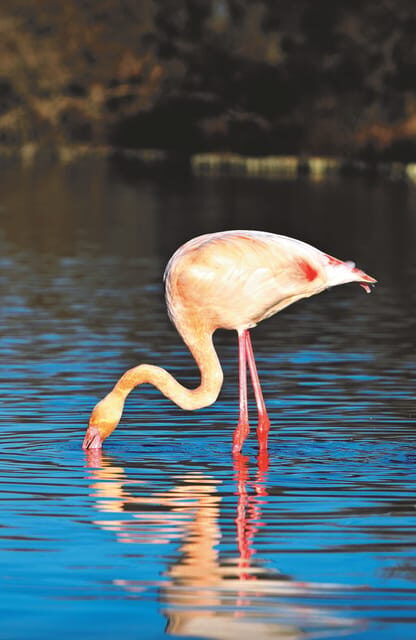 Safari 4x4 in Camargue / VIP Tour 3h30 / Grau du Roi - Who Will Enjoy This Tour?