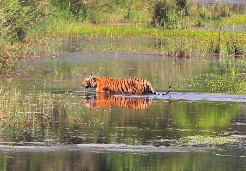 Safari Adventure in Bardia 3D/2N - Experience Bardias Wilderness on a 3-Day Safari