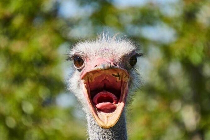 SAFARI Aquila Game Reserve - Round trip + Lunch incl. (Cape Town) - Who Should Consider This Tour?