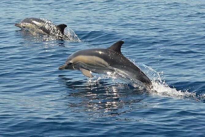 Safari & Boat Tour - Mountains & Dolphins - FAQ