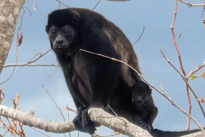 Safari & Buenavista Beach Horse Riding Tour - FAQs