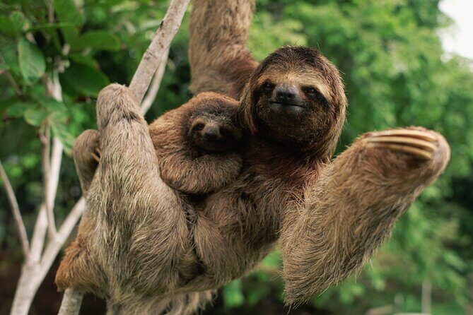 Safari by Kayak on Rio Peñas Blancas - An In-Depth Look at the Safari by Kayak on Rio Peñas Blancas