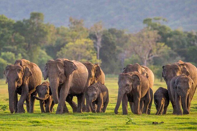 Safari Day Tour to Sigiriya Lion Rock and Golden Cave Temple - Potential Drawbacks and Considerations