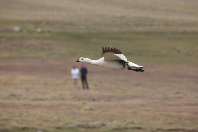 Safari Experience - Wildlife & Steppe - Why This Tour Offers Great Value