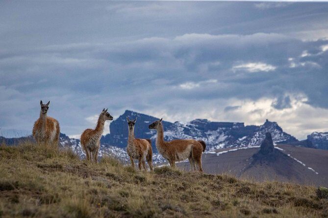 Safari Experience - Wildlife & Steppe - Final Thoughts