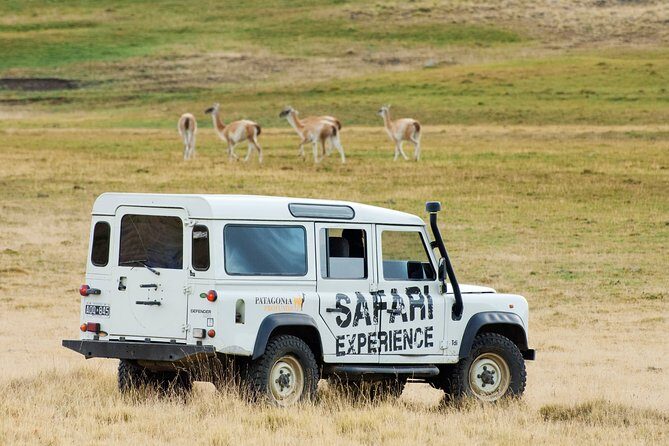 Safari Experience - Wildlife & Steppe - Experience the Wild Beauty of Patagonia: Safari Experience in El Calafate