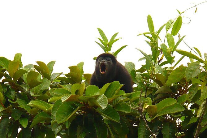 Safari Float on Corobicí River Incl. Lunch - Key Points