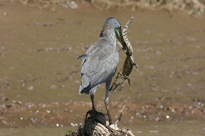 Safari Float on Corobicí River Incl. Lunch - Exploring the Corobicí River Safari Float