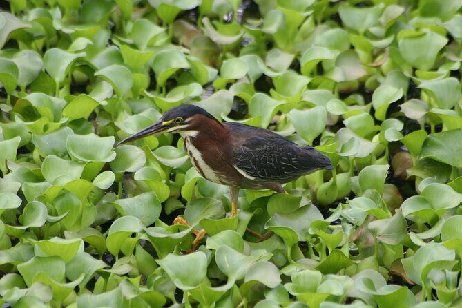 Safari Float on Corobicí River Incl. Lunch - FAQ
