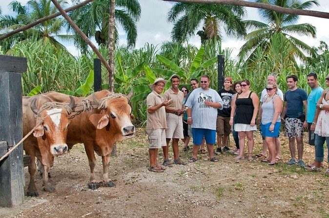 Safari Full Day Outdoor Adventure in Punta Cana - Transportation and Comfort