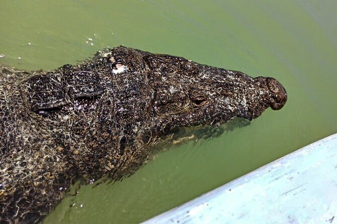 Safari in Rio Lagartos, Coloradas and Mayan Bath - The Full Experience: A Deep Dive