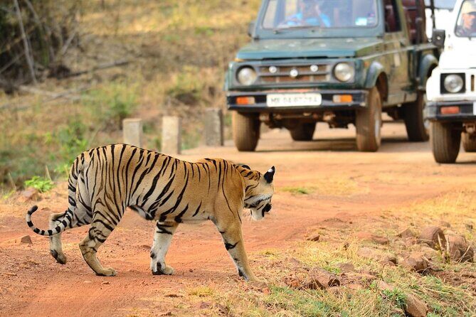 Safari in Tadoba National Park: Wilderness Roar from Nagpur - An In-Depth Look at the Tadoba Safari Experience