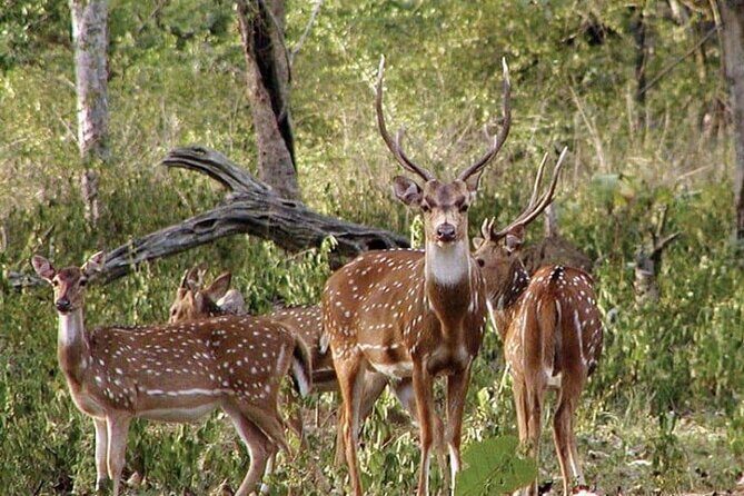 Safari in Tadoba National Park: Wilderness Roar from Nagpur - Authentic Encounters and Traveler Feedback