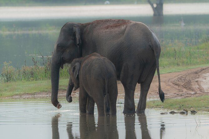 Safari Jeep Tour In Udawalawa Park Sri Lanka - Safari Jeep Tour In Udawalawa Park Sri Lanka