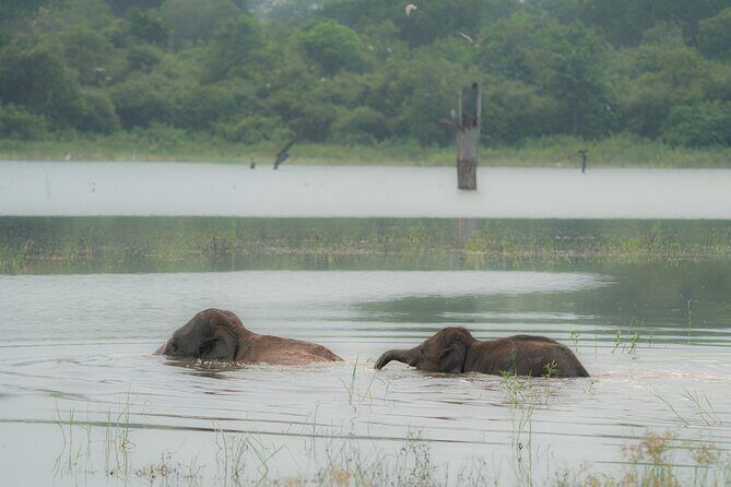Safari Jeep Tour In Udawalawa Park Sri Lanka - Key Points