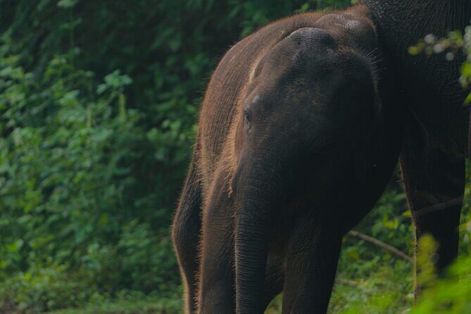 Safari Jeep Tour In Udawalawa Park Sri Lanka - Who Should Consider This Tour?