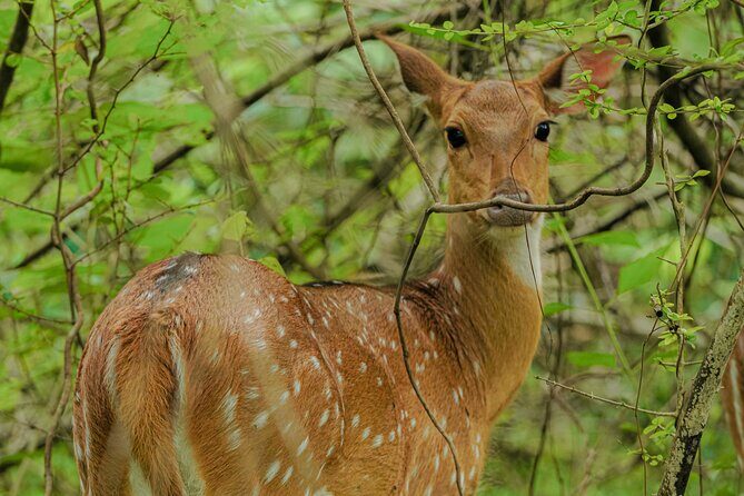 Safari Jeep Tour In Udawalawa Park Sri Lanka - Frequently Asked Questions