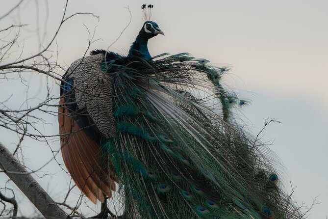 Safari Jeep Tour In Udawalawa Park Sri Lanka - Final Thoughts