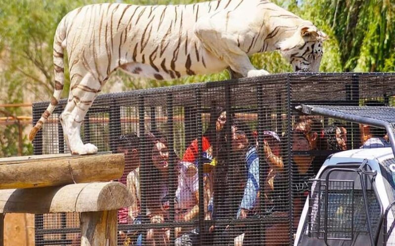 SAFARI PARK-TOUR RANCAGUA : CHILE - Introduction: A Unique Wildlife Adventure Near Rancagua